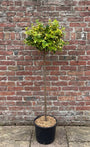 Japanse kardinaalsmuts (Geelbont) - Euonymus fortunei 'Canadale Gold' op stam