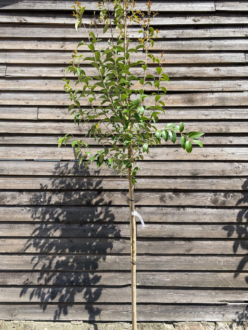 Japanse liguster - Ligustrum japonicum Hoogstam boom