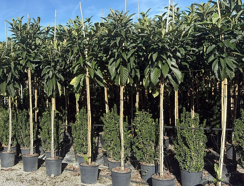 Japanse mispel - Eriobotrya japonica