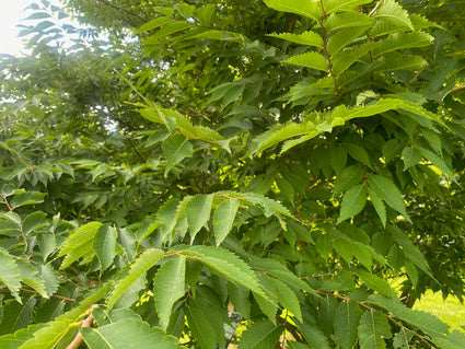 Japanse schijniep - Zelkova serrata