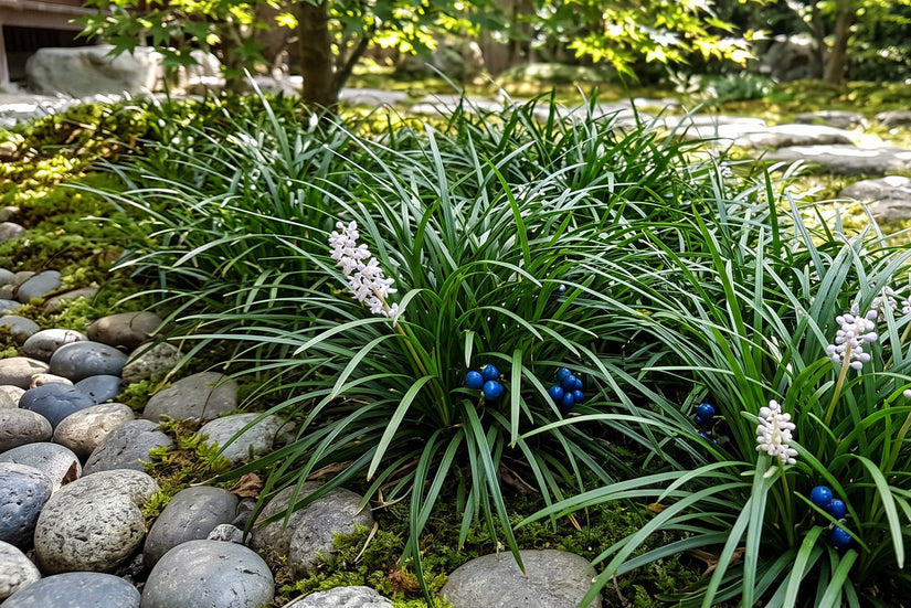 Japanse slangenbaard - Ophiopogon japonicus