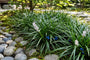 Japanse slangenbaard - Ophiopogon japonicus