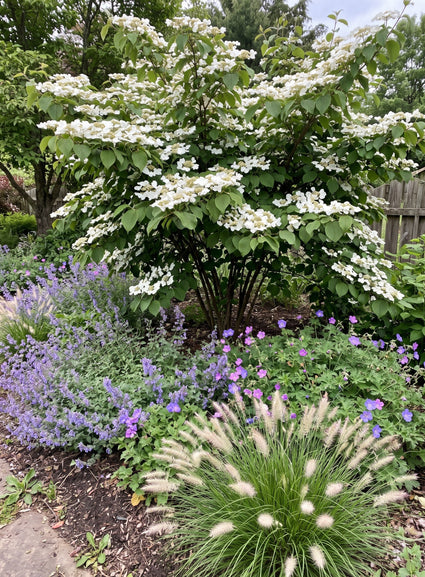 Japanse sneeuwbal (Meerstammig) - Viburnum plicatum 'Tennessee'