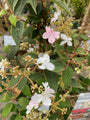 Japanse sneeuwbal - Viburnum plicatum 'Kilimandjaro'