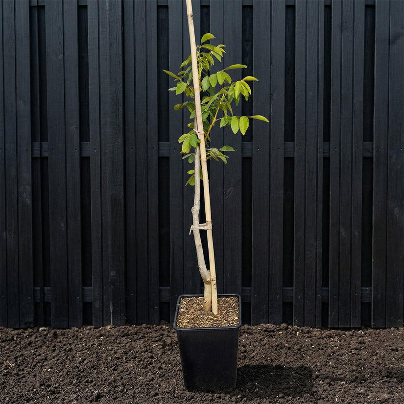 Biologische Walnootboom - Juglans regia 'Chandler' Laagstam