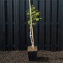 Biologische Walnootboom - Juglans regia 'Chandler' Laagstam