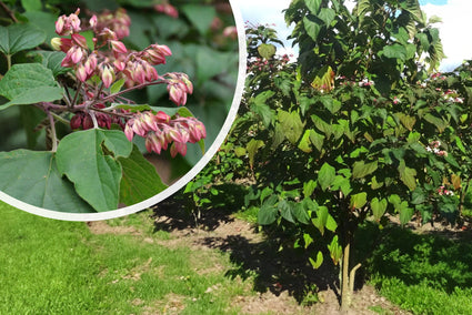 Kansenboom - Clerodendrum trichotomum (Pindakaasboom)