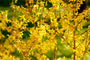 Kant en klare Chinees klokje haag - Forsythia 'intermedia' - 180 x 120 cm