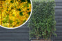 Kant en klare Chinees klokje haag - Forsythia 'intermedia' - 180 x 120 cm