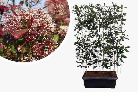 Kant en Klaar haag Glansmispel - 180 x 110 cm - Photinia fraseri 'Red Robin' Wintergroen