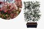 Kant en Klaar haag Glansmispel - 180 x 120 cm - Photinia fraseri 'Red Robin' wintergroen