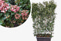 Kant en klare haag Groenblijvende Sneeuwbal Viburnum tinus 180 x 120 cm