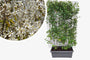 Kant en klare krentenboom haag - Amelanchier lamarckii 180 x 120 cm