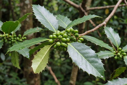 Kastanjebladige hulst (Hoogstam) - Ilex koehneana 'Chestnut Leaf'