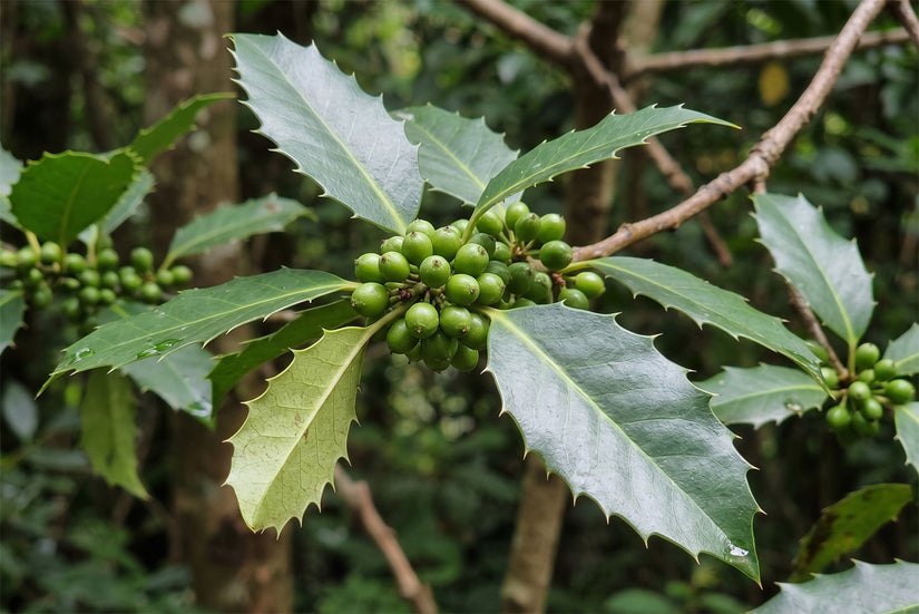 Kastanjebladige hulst - Ilex koehneana 'Chestnut Leaf' Hoogstam boom