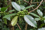 Kastanjebladige hulst - Ilex koehneana 'Chestnut Leaf' Hoogstam boom