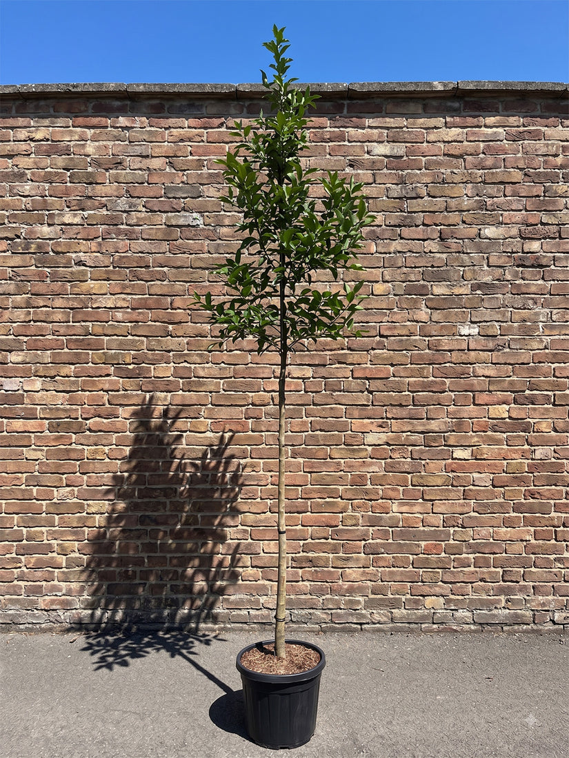 Kastanjebladige hulst - Ilex koehneana 'Chestnut Leaf' Hoogstam boom