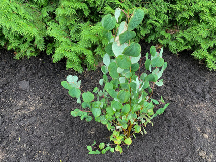 Katsoera Cercidiphyllum-Japonicum 80-100cm in pot 7.5 voorbeeld wat u koopt