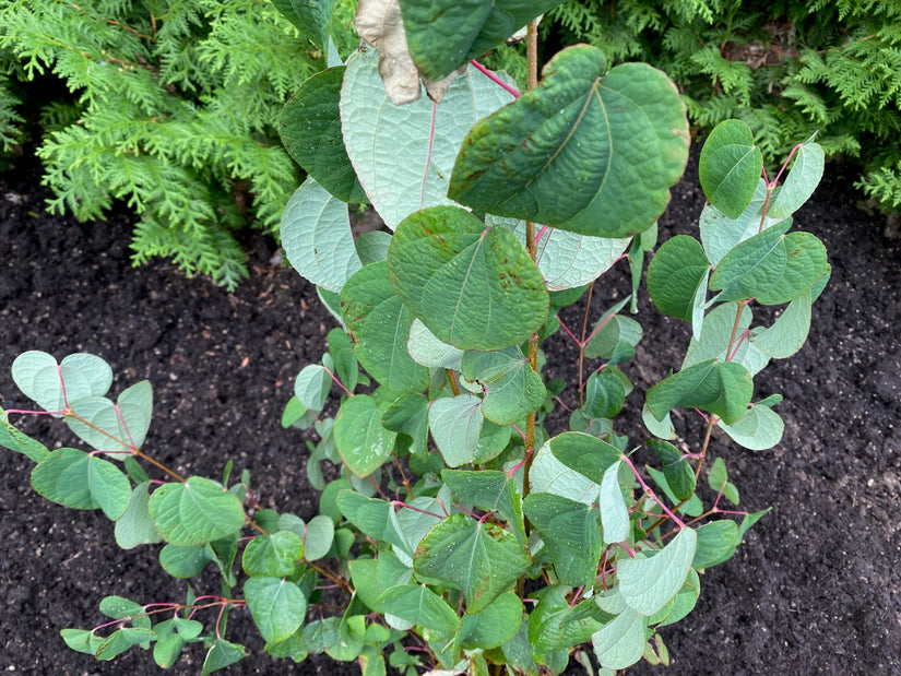 Katsoera - Cercidiphyllum Japonicum