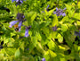 Kattenkruid - Nepeta subsessilis