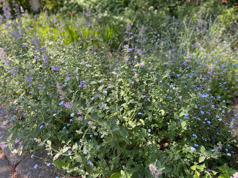 Kattenkruid - Nepeta racemosa 'Grog'