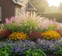 Kattenstaart lythrum salicaria blush in border met Prachtriet 'Miscanthus' silberfeder, gele zonnehoed rudbeckia, Duizendknoop 'Persicaria', Geranium rozanne en Vrouwenmantel Alchemilla Mollis aan de rand