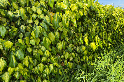 Kaukasische Klimop - Hedera colchica 'Sulphur Heart'