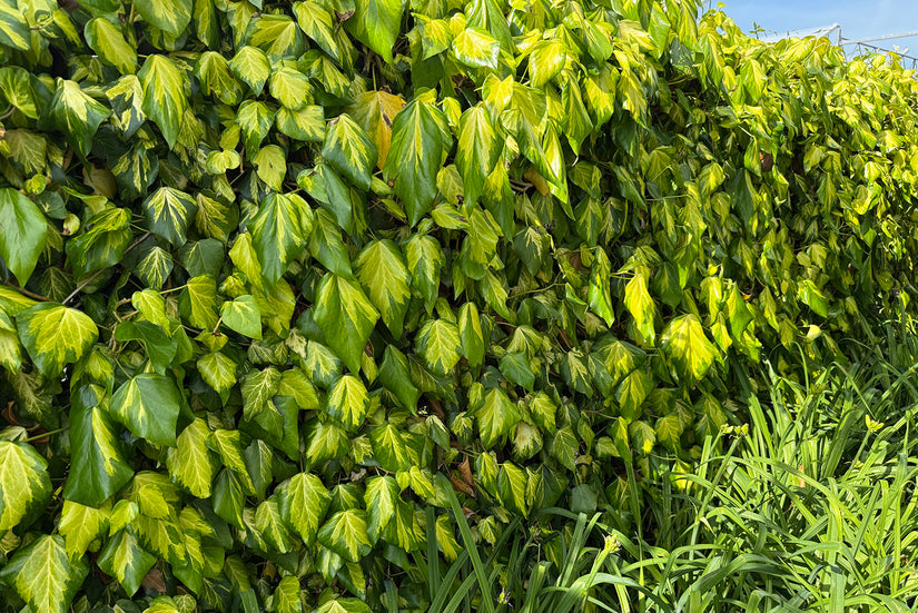 Kaukasische Klimop - Hedera colchica 'Sulphur Heart'