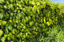 Kaukasische Klimop - Hedera colchica 'Sulphur Heart'