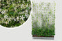 Kant en klare Toscaanse Jasmijn haag - Trachelospermum jasminoides 180 x 120 cm Sterjasmijn wit