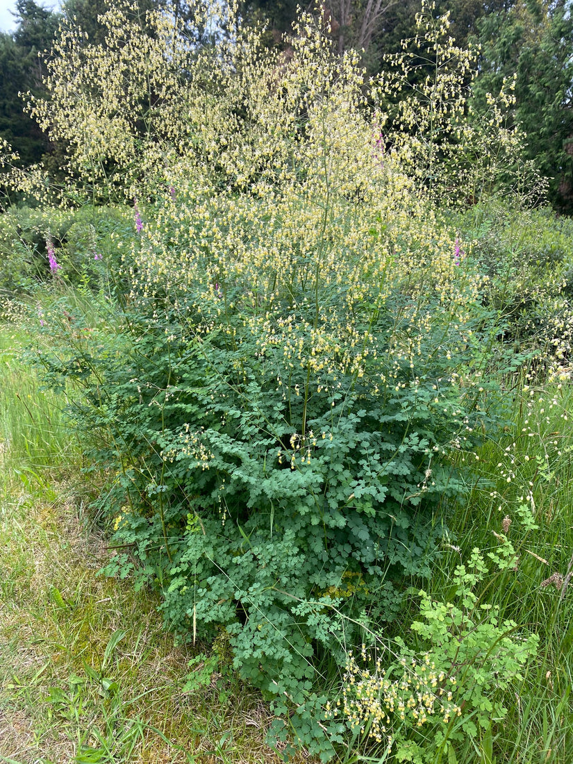 Biologisch Kleine Ruit - Thalictrum minus