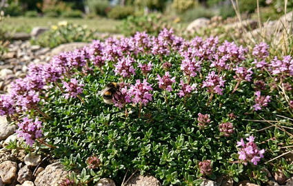 Kleine tijm - Thymus serpyllum