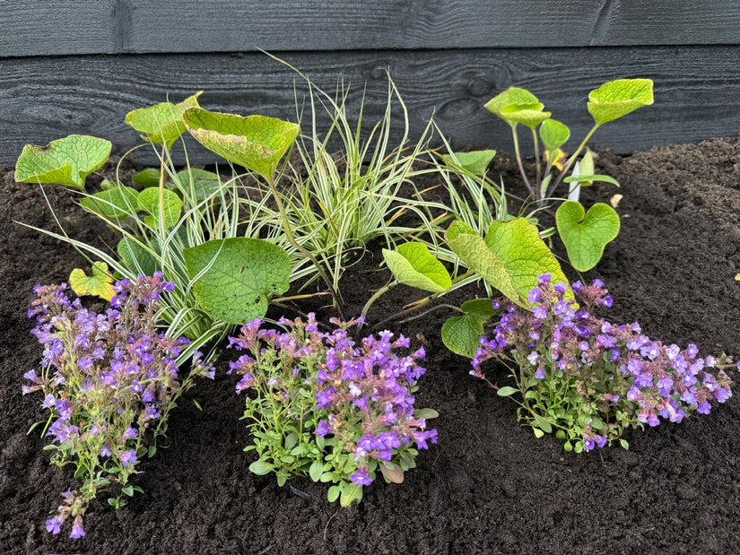 Kleine_leeuwenbek-Chaenorhinum-Origanifolium-Blue-Dream combinatie met kaukasisch vergeet mij nietje brunnera en zegge carex ice dance