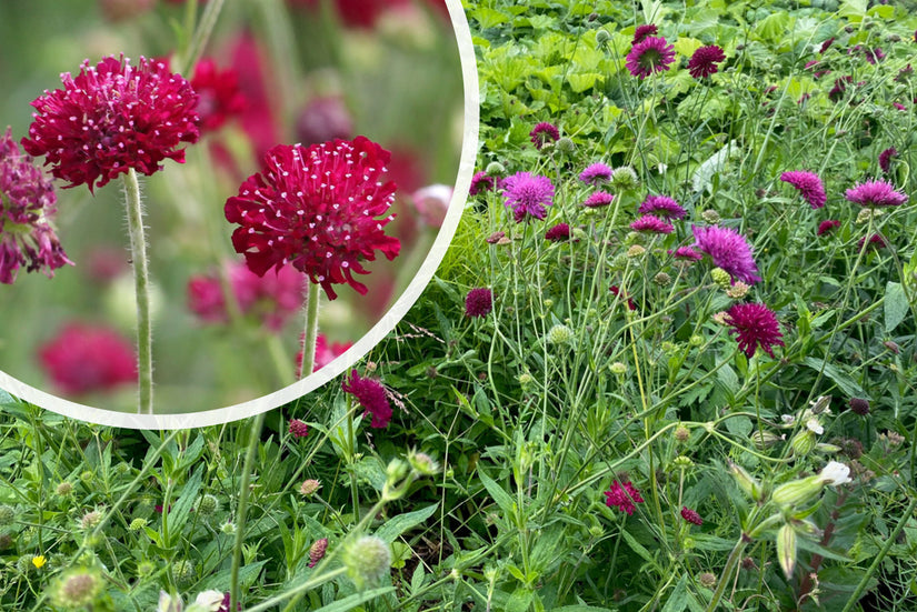 Beemdkroon (Hoge soort) - Knautia macedonica 'Mars Midget'