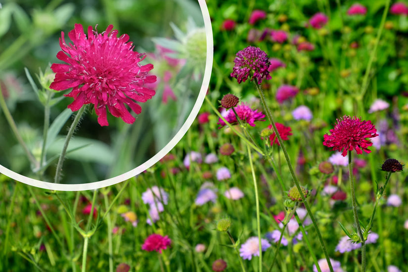 Beemdkroon (Hoge soort) - Knautia macedonica 'Red Knight'