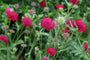 Beemdkroon (Hoge soort) - Knautia macedonica 'Red Knight'