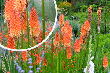 Vuurpijl - Kniphofia 'Alcazar'