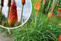 Vuurpijl - Kniphofia 'Nancy's Red'