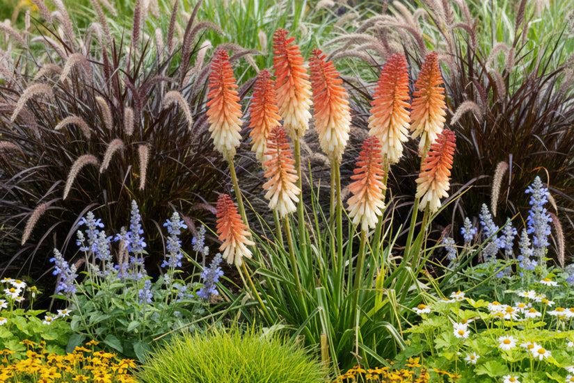 Vuurpijl - Kniphofia 'Orange Vanilla Popsicle'