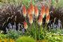 Vuurpijl - Kniphofia 'Orange Vanilla Popsicle'