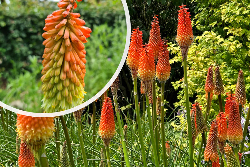 Vuurpijl - Kniphofia 'Royal Standard'