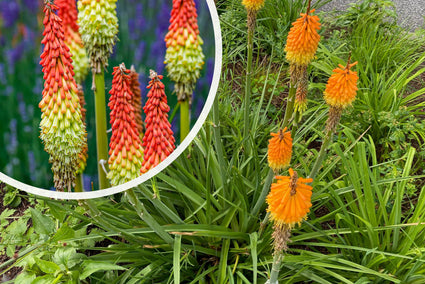 Vuurpijl - Kniphofia uvaria 'Grandiflora'