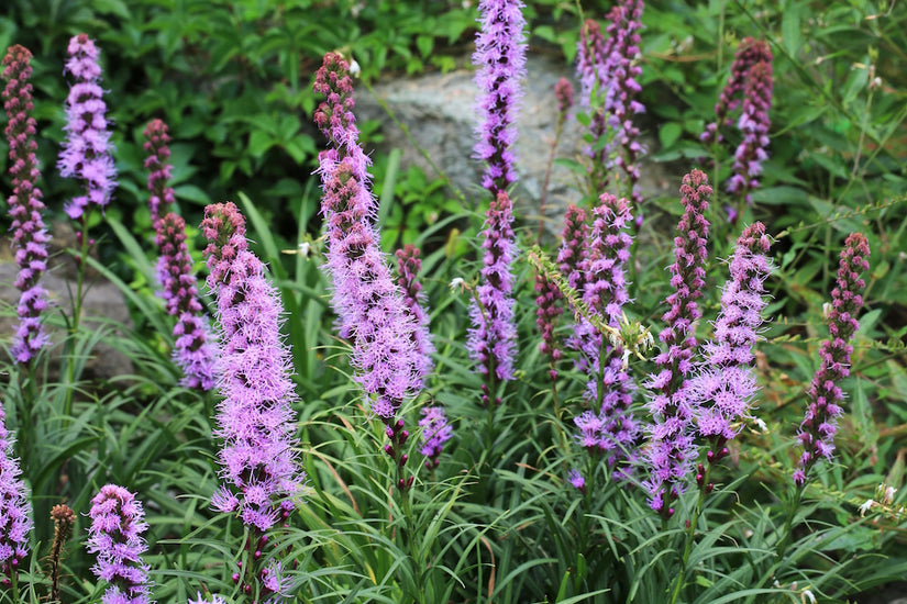 Biologisch Knopige Slangenwortel - Liatris spicata