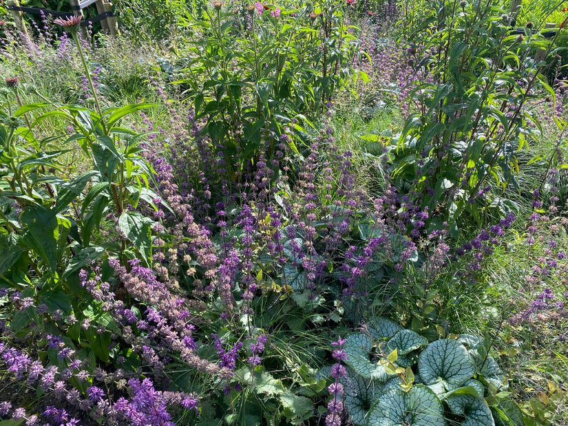 Kranssalie - Salvia verticillata 'Purple Rain'