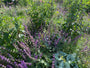 Kranssalie - Salvia verticillata 'Purple Rain'