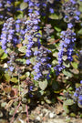 Kruipend Zenegroen - Ajuga reptans 'Atropurpurea' (ook per/m2)