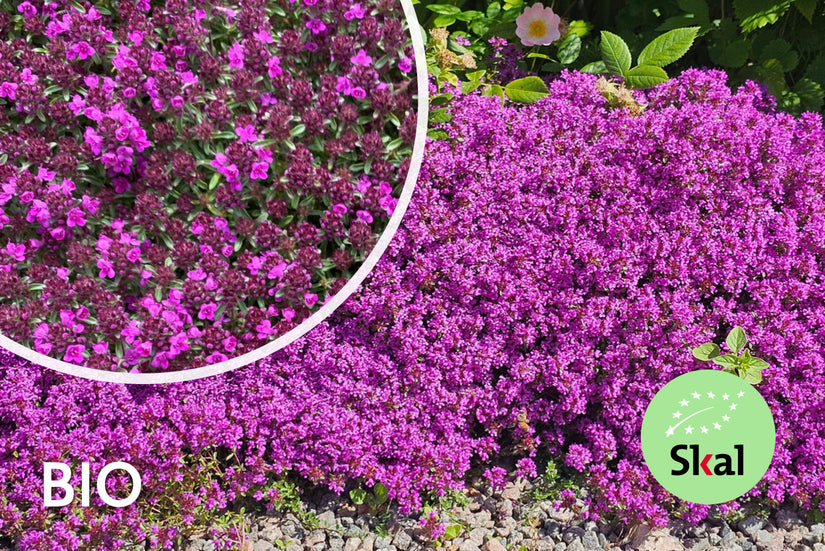 Biologisch Kruiptijm 'Roze/Rood' - Thymus praecox 'Coccineus' (ook per/m2)