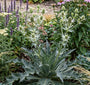 Biologisch Kruisdistel - Eryngium agavifolium