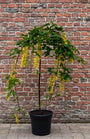 Treur goudenregen - Laburnum alpinum 'Pendulum' hoogstam boom