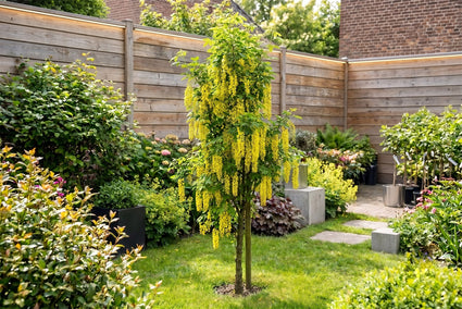 Gewone goudenregen - Laburnum anagyroides Zuilvorm